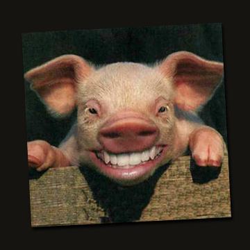 happy-pig