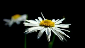 91a60efd59c1b6595638e2b28971456b