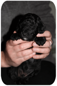 valpis3omgjord kopiera