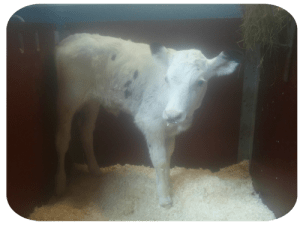 20130601_163317 kopiera