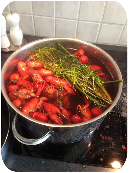 945410_658337424178510_1438467789_n kopiera